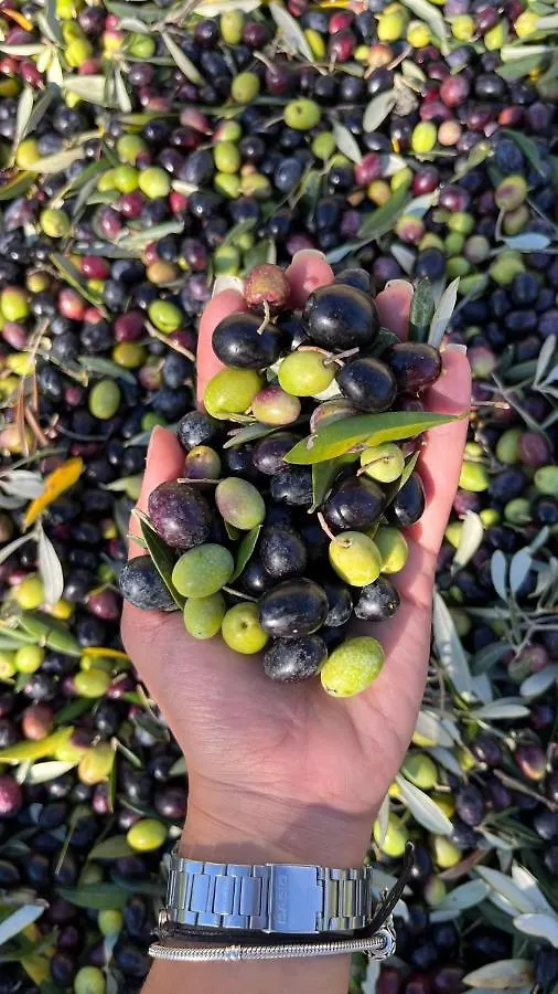 Agriturismo Il Viaio Φιέζολε Κατάλυμα σε φάρμα