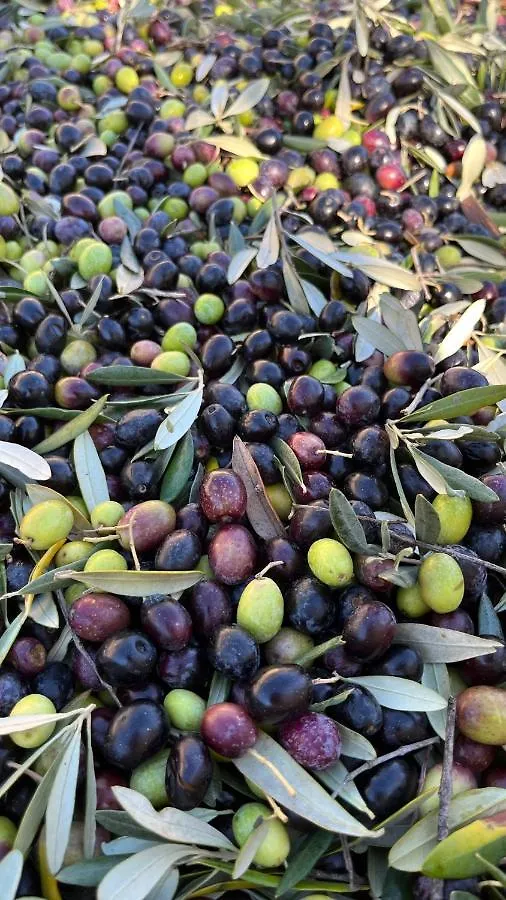 Κατάλυμα σε φάρμα Agriturismo Il Viaio Φιέζολε Ιταλία