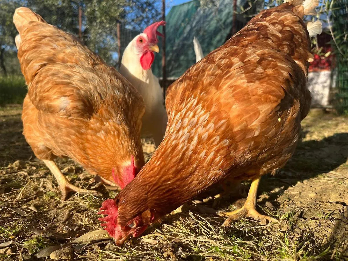 Farm stay Agriturismo Il Viaio Fiesole Italy