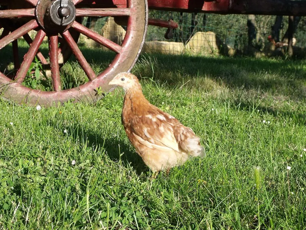 Farm stay Agriturismo Il Viaio Fiesole